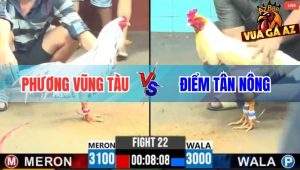 Trận 22 CPC6 13/10/2025 - Gà Úa Ra Đòn Hiểm Bướm Vũng Tàu Gục Tại Chỗ