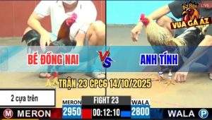 Trận 23 CPC6 14/10/2025 - Gà Đỏ Đá 2 Cây Trên Đâm Không Trượt Phát Nào