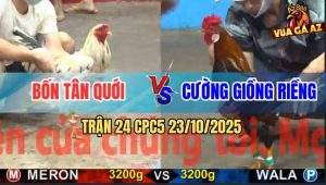 Trận 24 CPC5 23/10/2025 - Gà Bướm Anh Bốn Tải Cựa Quá Tốt