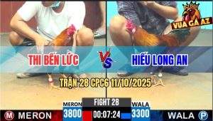 Trận 28 CPC6 11/10/2025 - Hai Con Đá Quá Đâm Buông Ra Gãy Giò Cả 2