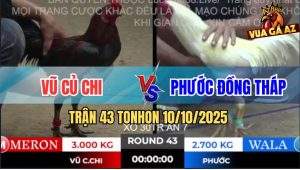 Trận 43 TonHon 10/10/2025 - Gà Úa Anh Phước Đang Đá Quay Xe Chạy