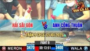 Trận 9 CPC6 12/10/2025 - Gà Bướm Anh Hải Nuốt Ói Đá Gà Cú Bung Chạy