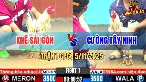 Trận 1 CPC6 5/11/2025 - Gà Bướm Anh Cường Đâm Như Máy Điện 3 Pha