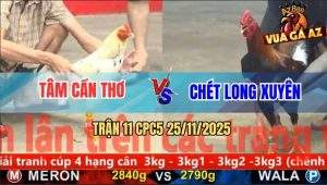 Trận 11 CPC5 25/11/2025 - Gà Điều Anh Chét Đá Hư Khớp Gối Bướm Anh Tâm