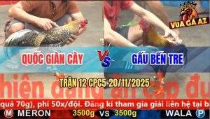 Trận 12 CPC5 20/11/2025 - Gà Xám Anh Gấu Bến Tre Đâm Gà Cú Như Tổ Ong