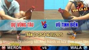 Trận 13 CPC4 16/11/2025 - Gãy Cựa Hòa, Chủ Gà Xanh Hận Ông Bán Cựa