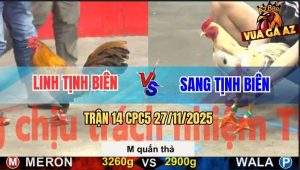 Trận 14 CPC5 27/11/2025 - Gà Bướm Anh Sang Lên 2 Đá Khét Ói Bung Chạy