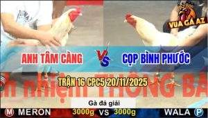 Trận 16 CPC5 20/11/2025 - Anh Tâm Càng Gặp Anh Cọp Bình Phước