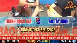 Trận 16 CPC5 8/11/2025 - Anh Thành Rạch Giá Và Anh An Tây Ninh