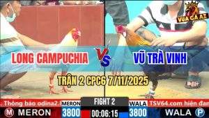 Trận 2 CPC6 7/11/2025 - Gà Que Anh Vũ Trà Vinh Đâm Cựa Quá Tịch