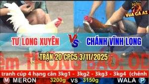 Trận 20 CPC5 3/11/2025 - Anh Tư Long Xuyên Và Anh Chánh Vĩnh Long