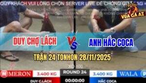 Trận 24 TonHon 28/11/2025 - Bảo Sting Thả Giùm Đá Gà Anh Hắc Lìa Giò