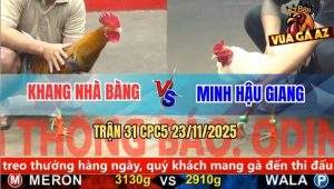 Trận 31 CPC5 23/11/2025 - Gà Cú Anh Khang Bị Bể Bình Dầu Cắm Đầu Chạy