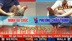 Trận 34 CPC5 18/11/2025 - Gà Chuối Anh Minh Ba Chúc Tải Cựa Quá Lực