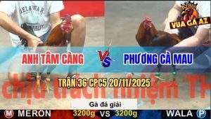 Trận 36 CPC5 20/11/2025 - Anh Tâm Càng Gặp Anh Phương Cà Mau