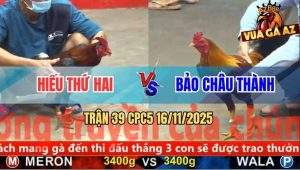 Trận 39 CPC5 16/11/2025 - Anh Hiếu Thứ Hai Và Anh Bảo Châu Thành