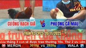 Trận 42 CPC5 20/11/2025 - Gà Điều Anh Cường Đá Bo Như Cây Đập