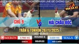 Trận 6 TonHon 28/11/2025 - Bướm Mồng Lá Anh Hải Tải Cựa Quá Tốt