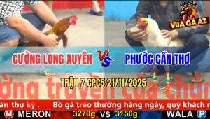 Trận 7 CPC5 21/11/2025 - Gà Vàng Anh Cường Đá Cựa Như Pháo Bắn