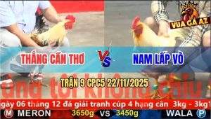 Trận 9 CPC5 22/11/2025 - Gà Bướm Đá Ngay Hang Cua Chuối Chín Rụng