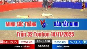 Trận 32 Tonhon 14/11/2025