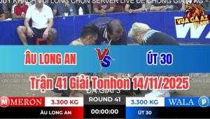 Trận 41 Giải Tonhon 14/11/2025