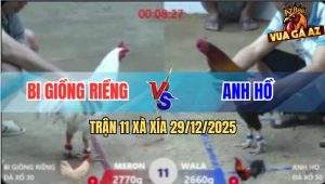 Trận 11 Xà Xía 29/12/2025 - Bướm Anh Bi Đâm Cây Hiểm Điều Hư Tỳ Hết Đá