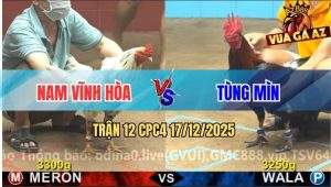 Trận 12 CPC4 17/12/2025 - Bướm Anh Nam Đá Điều Anh Tùng Nằm Xụi Lơ