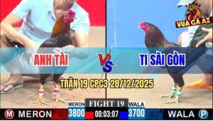 Trận 19 CPC3 28/12/2025 - Gà Que Đá Chân Cấm Điều Anh Tài Nằm Đập Cánh