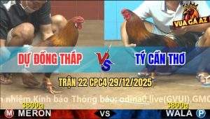 Trận 22 CPC4 29/12/2025 - Điều Cắt Anh Dự Hạ Điều Xanh Trong Nốt Nhạc