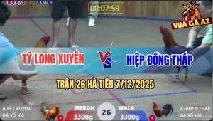 Trận 26 Hà Tiên 7/12/2025 - Gà Điều Anh Hiếu Đâm Thủng Tim Gà Anh Tý