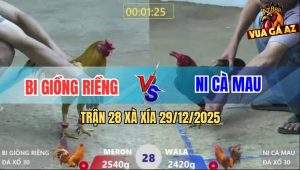 Trận 28 Xà Xía 29/12/2025 - Gà Khét Anh Bi Đâm Cựa Quá Hiểm