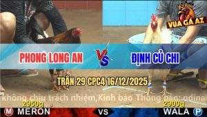 Trận 29 CPC4 16/12/2025 - Gà Khet Anh Phong Đá Điều Không Kịp Tha Lơ
