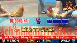 Trận 29 CPC5 6/12/2025 - Gà Cú Anh Bé 2 Đá Tiễn Gà Khét Lên Đường