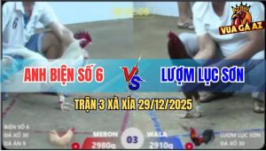 Trận 3 Xà Xía 29/12/2025 - Gà Úa Anh Biện Số 6 Đá Như Máy Điện