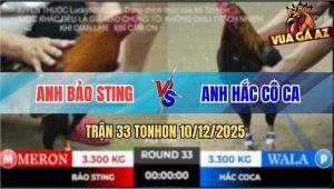 Trận 33 TonHon 10/12/2025 - Gà Điều Bảo Sting Ăn Tới Còn Bị Phản