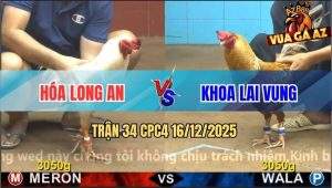 Trận 34 CPC4 16/12/2025 - Buông Tay Bướm Đá 1 Combo Gà Cú Bại Liệt