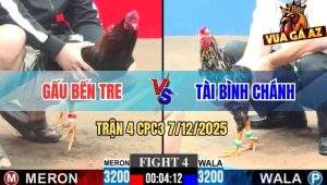 Trận 4 CPC3 7/12/2025 - Điều Cọp Anh Gấu Đâm Điều Bông Đứng Không Nổi