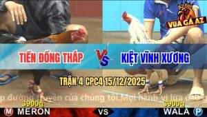 Trận 4 CPC4 15/12/2025 - Gà Điều Anh Tiền Đá Lớp 1 Bướm Phun Ra Lửa