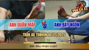 Trận 40 TonHon 10/12/2025 - Gà Vàng Anh Quân mập Tải Cựa Quá Tốt