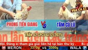 Trận 42 CPC5 6/12/2025 - Gà Bướm Anh Phong Đá Toàn Đâm Đầu Cần
