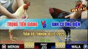Trận 49 TonHon 10/12/2025 - Gà Điều Trước Khi Chết Có Chân Cứu Chủ