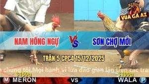 Trận 5 CPC4 15/12/2025 - Gà Bướm Gồng Cứu Chủ Nhưng Không Thành