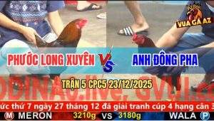 Trận 5 CPC5 23/12/2025 - Điều Anh Phước Hạ Knock-Out Điều Cọp Đông Pha