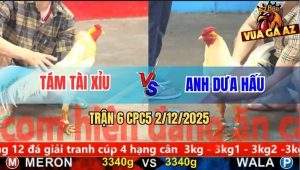 Trận 6 CPC5 3/12/2025 - Bướm Hiệu Anh Tám Đâm Bướm Xanh Thở Không Kịp