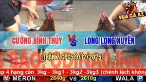 Trận 7 CPC5 9/12/2025 - Que Anh Cường Đâm Điều Bông Gỡ Cựa Không Kịp