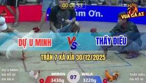 Trận 7 Xà Xía 30/12/2025 - Gà Khét Thầy Điều Đá 2 Chân Úa Hư Khớp Gối