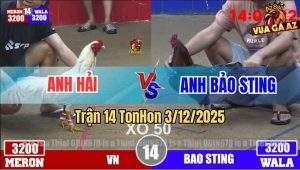 Trận 14 TonHon 3/12/2025 - Gà Bướm Đâm Điều Cọp Bảo Sting Ói Đen Đầu