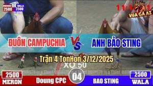 Trận 4 TonHon 3/12/2025 - Bảo Sting Ra Quân Rớt Nài Với Anh Đuôn CPC