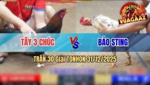 Trận 30 Tonhon 31/12/2025